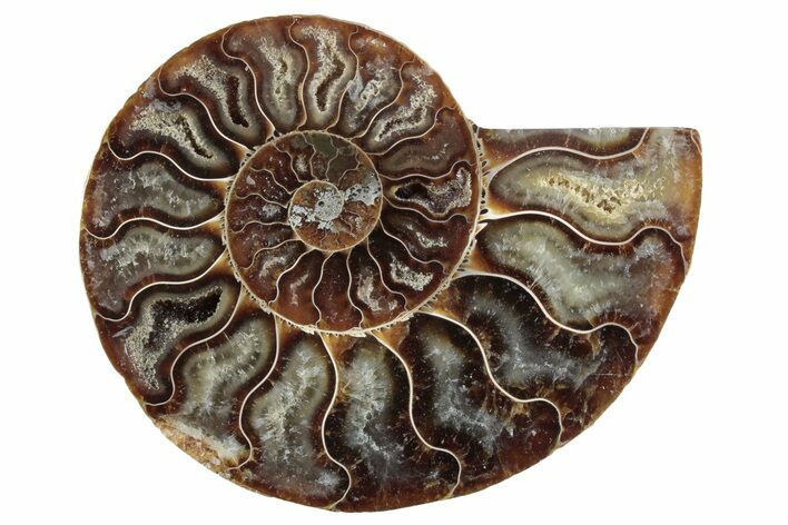 Cut & Polished Ammonite Fossil (Half) - Madagascar #364896